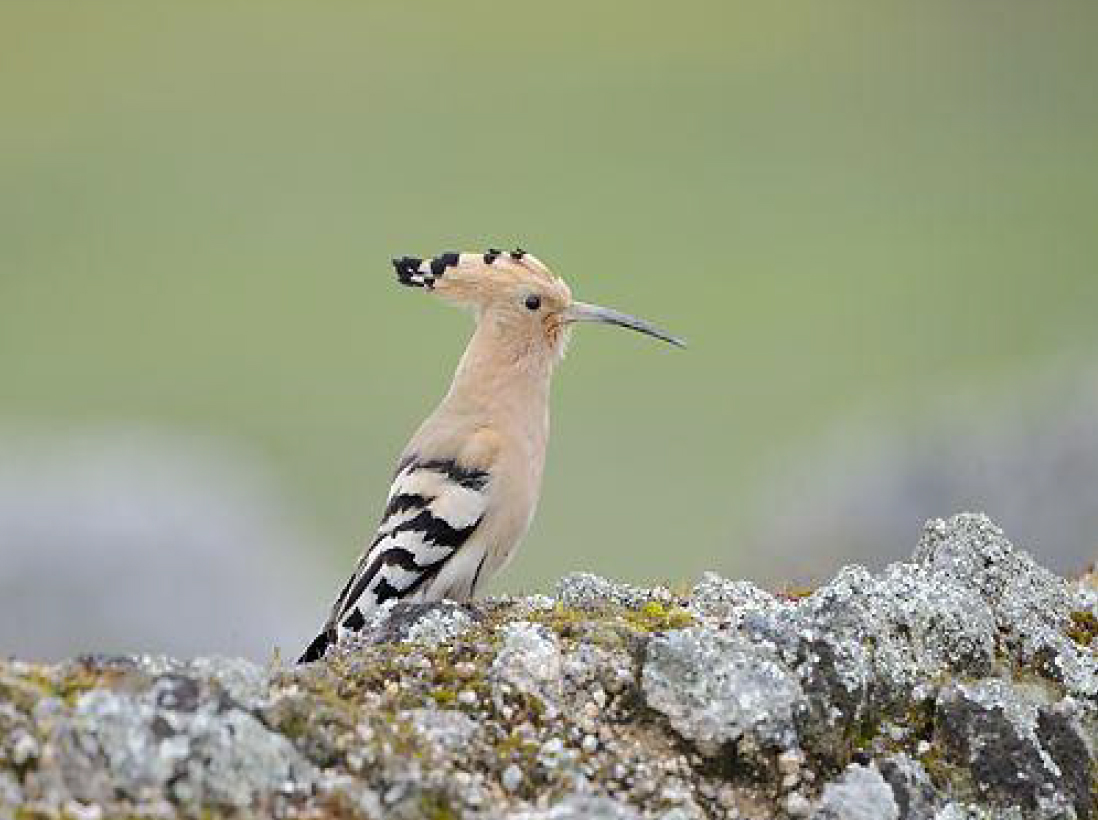 birding la mancha